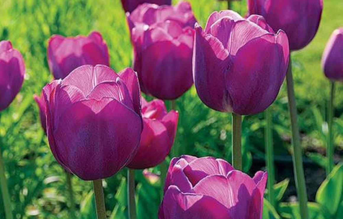 What is Tulip Protocol (TULIP)