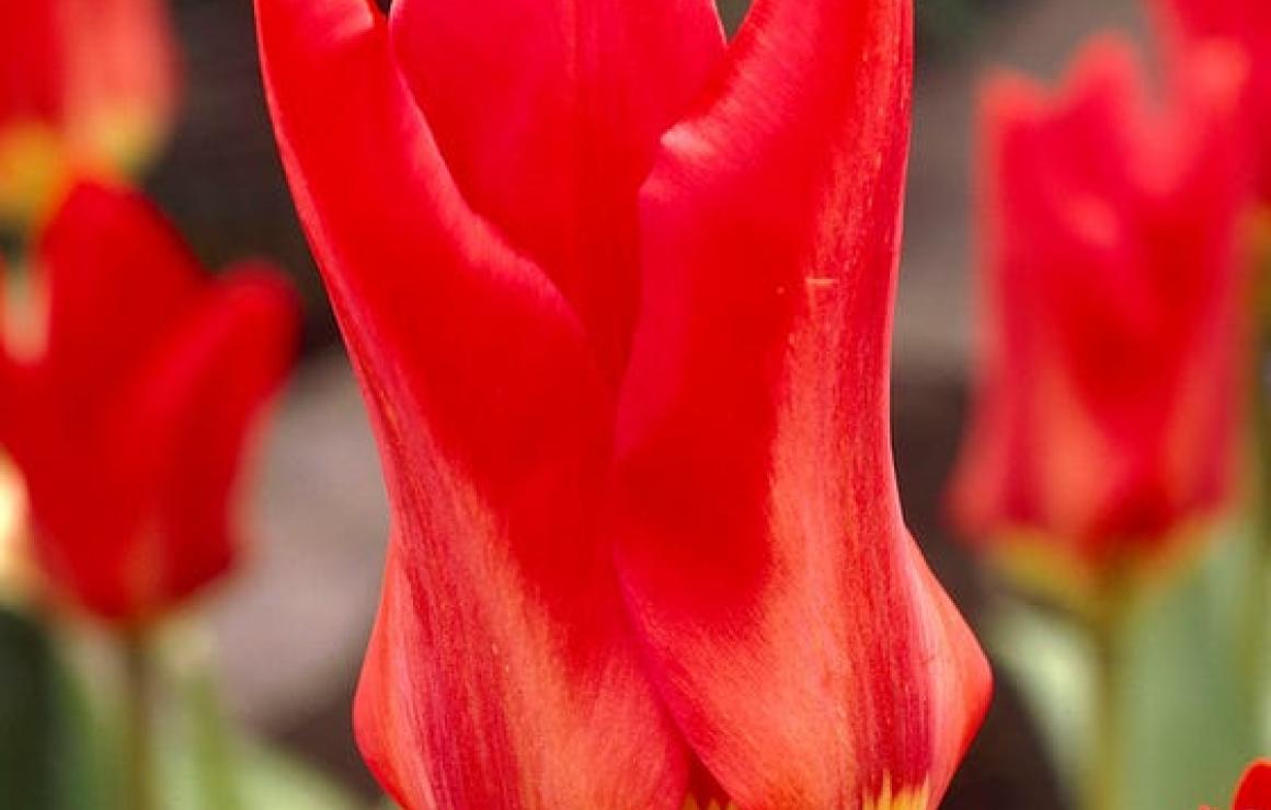 Tulip Protocol (TULIP) headqua