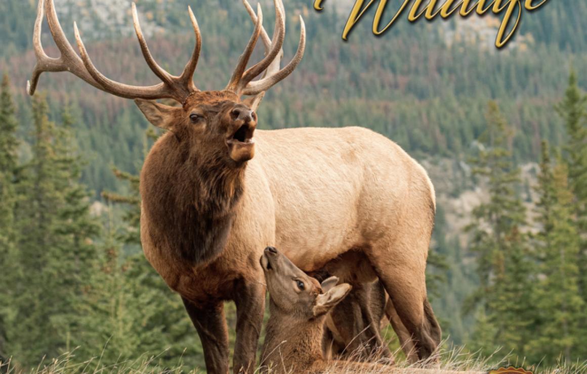Elk Finance (Avalanche) headqu