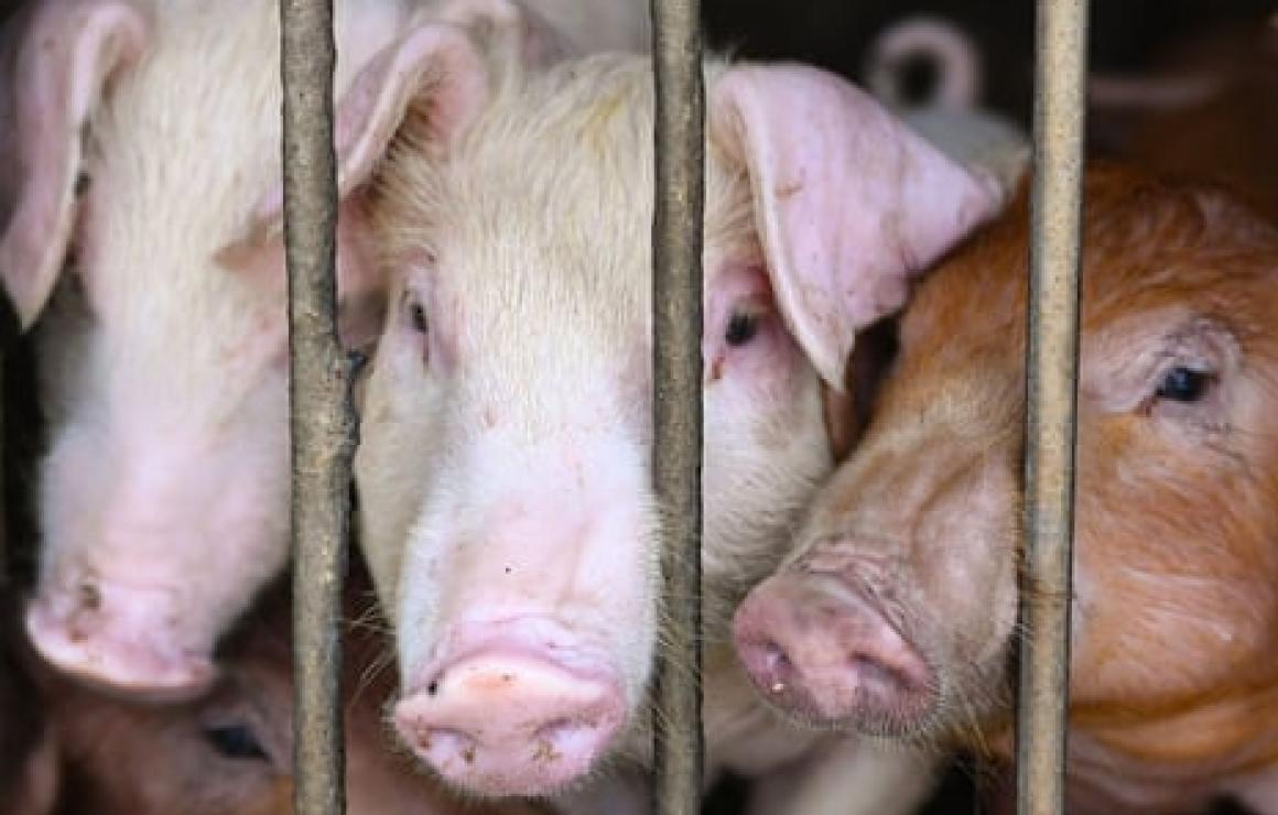 Animal Farm Pigs (AFP) custome