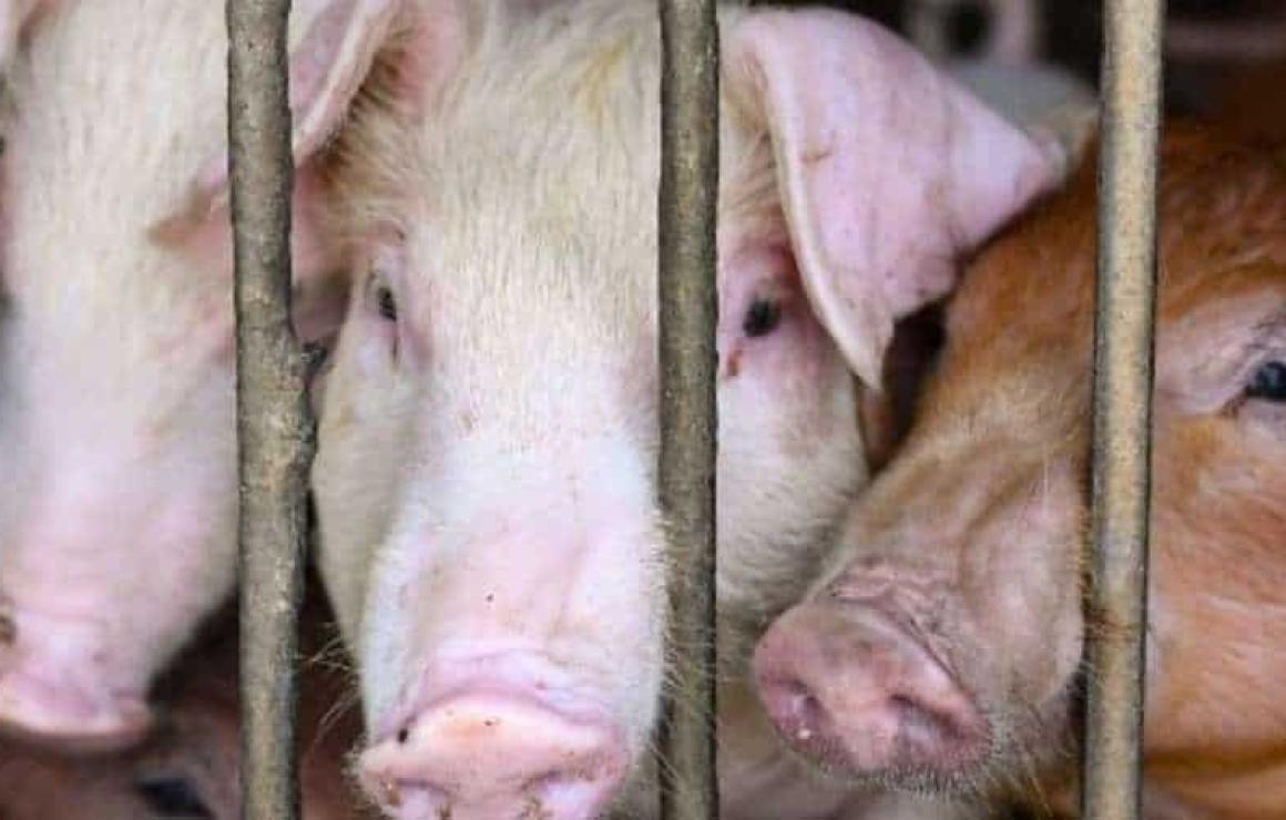 Animal Farm Pigs (AFP) headqua